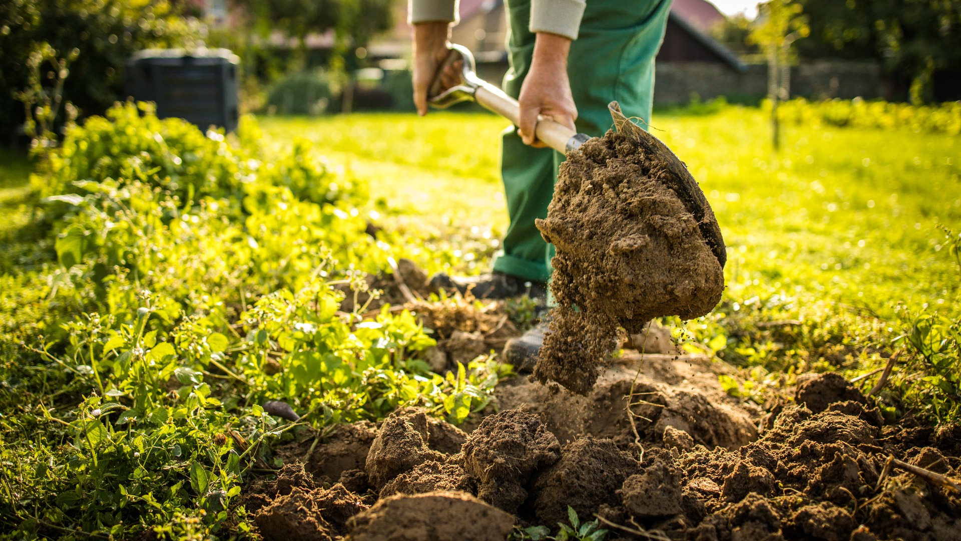 Senior-Gärtner bei der Gartenarbeit in seinem Permakultur-Garten - Vorbereitung des Bodens für den Winter am Ende des Sommers
